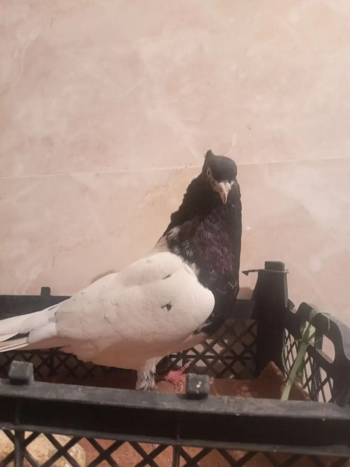 کبوتر مست مست به شرط دوری|پرنده|شوشتر, |دیوار