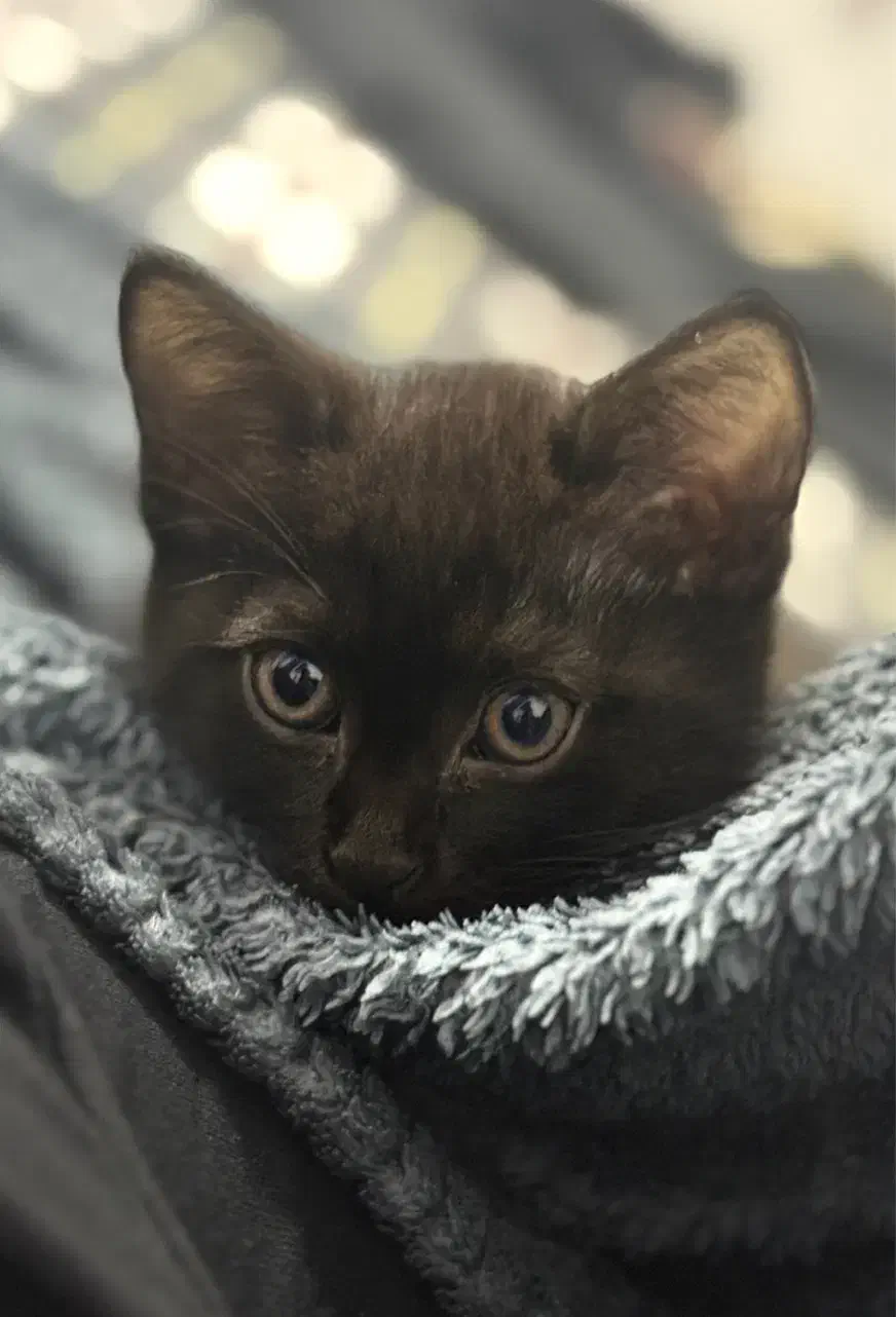 فوری|گربه|گرگان, |دیوار