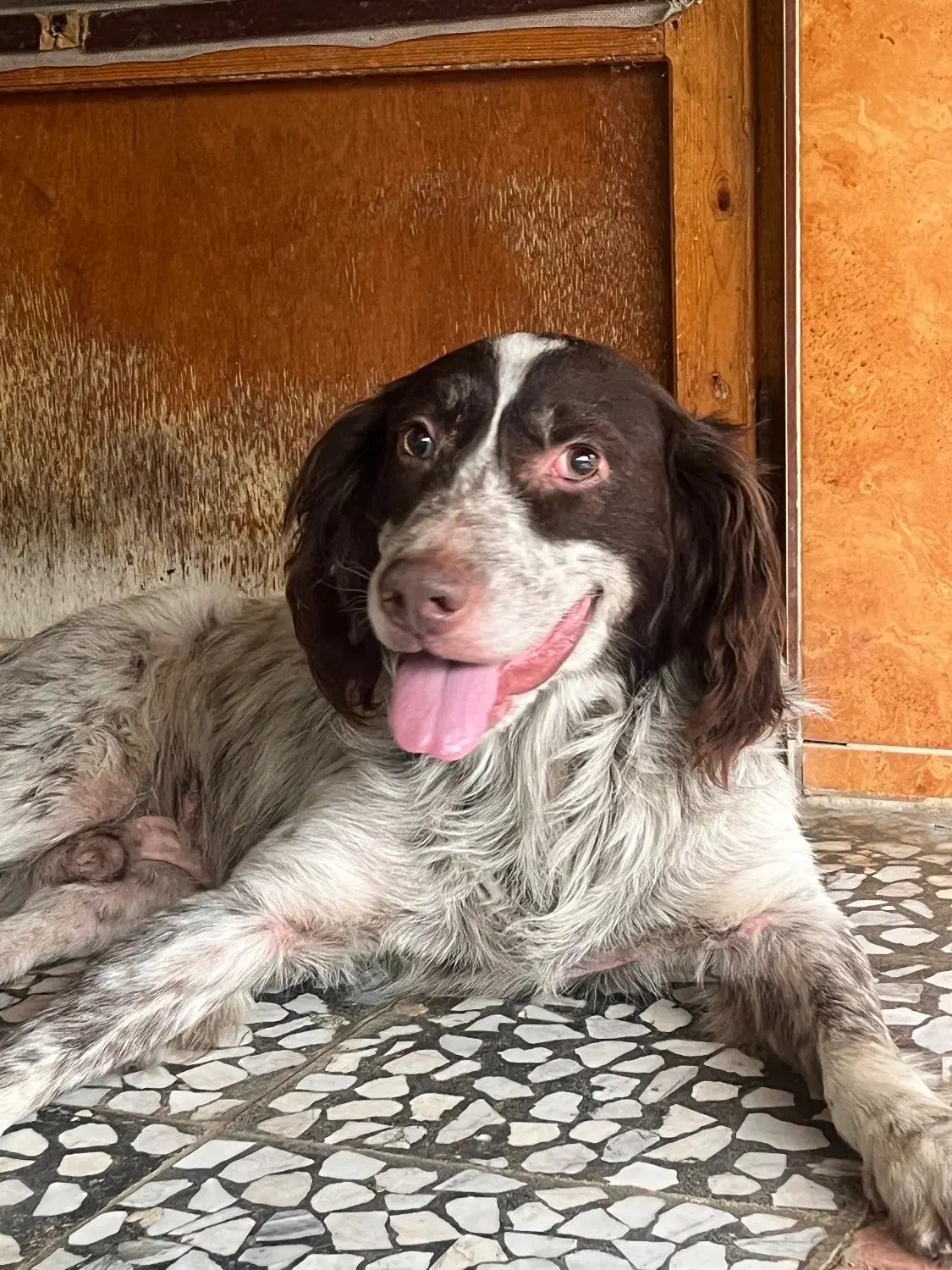 سگ گمشده|حیوانات|کلاچای, |دیوار