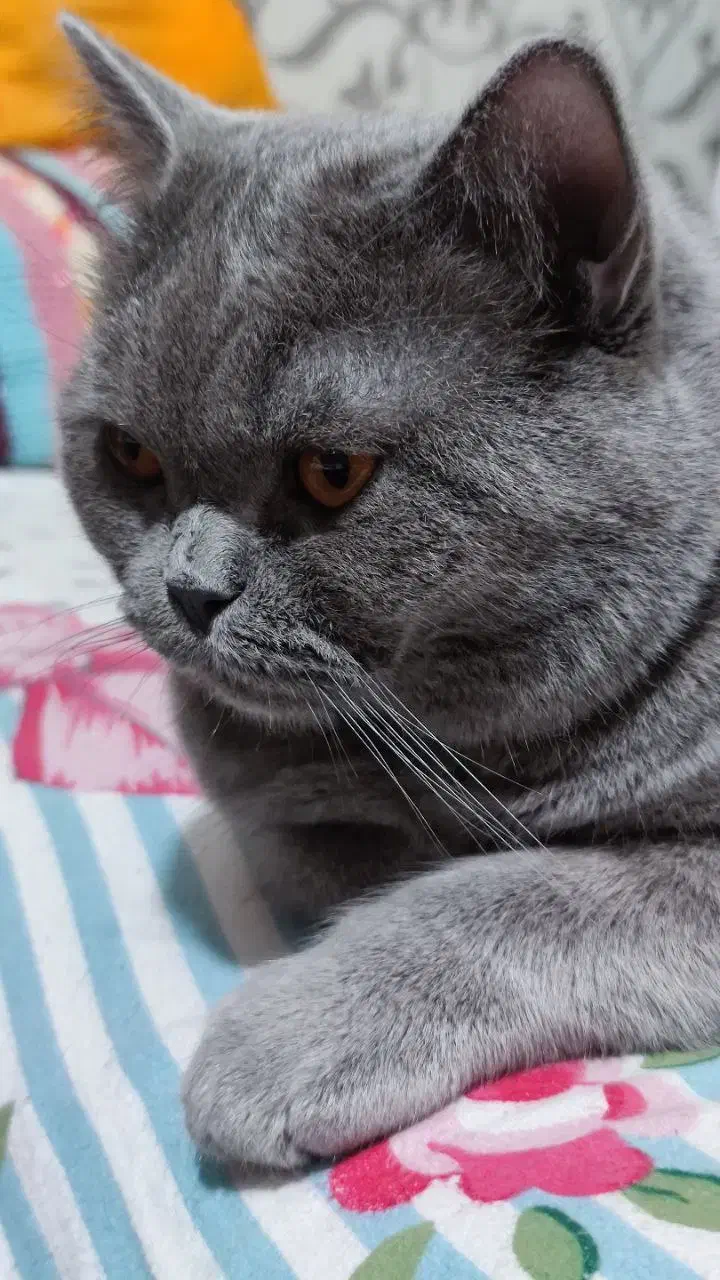 گربه بریتیش اصیل|گربه|ساری, |دیوار