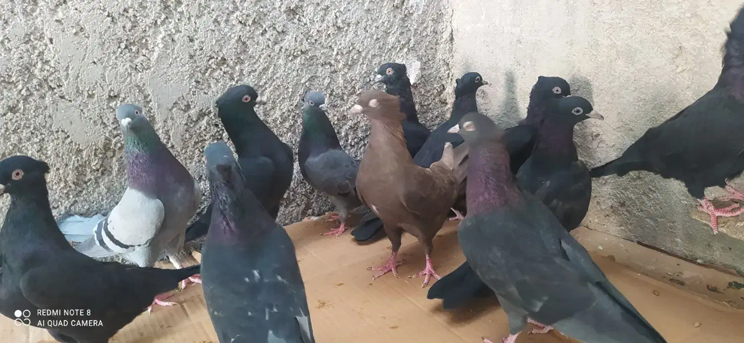 12 کبوتر سیاه و سبز و زرد|پرنده|خورموج, |دیوار