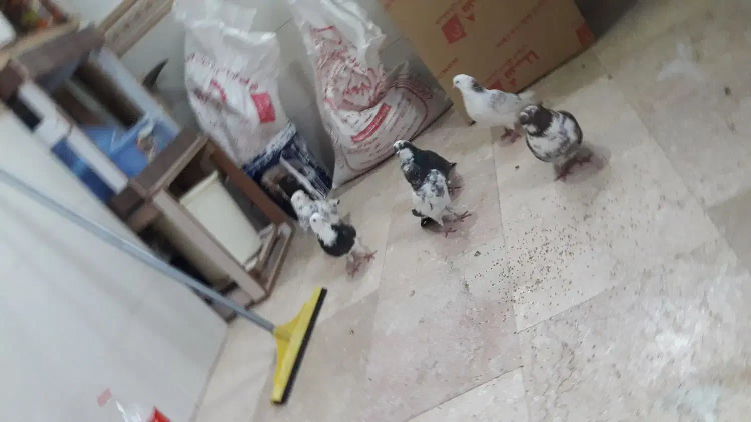 کبوتر غریب|حیوانات|زنجان, |دیوار