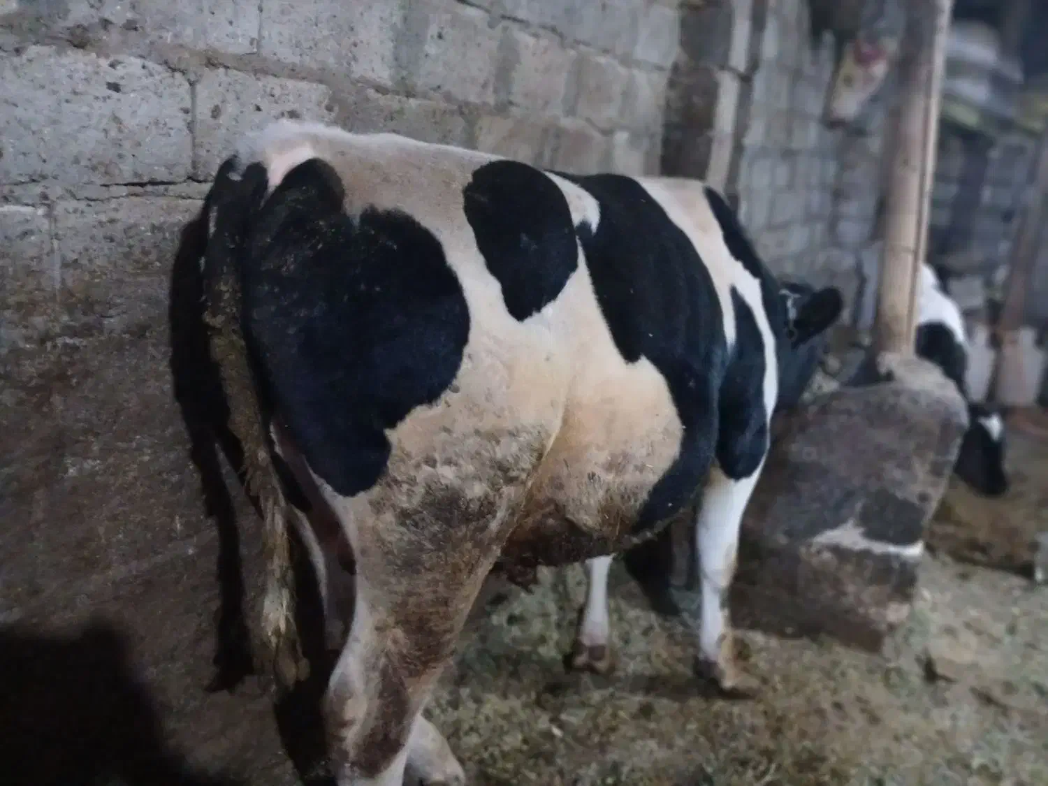 فروش گوساله نر ویژه کشتار|حیوانات مزرعه|شادیان, |دیوار