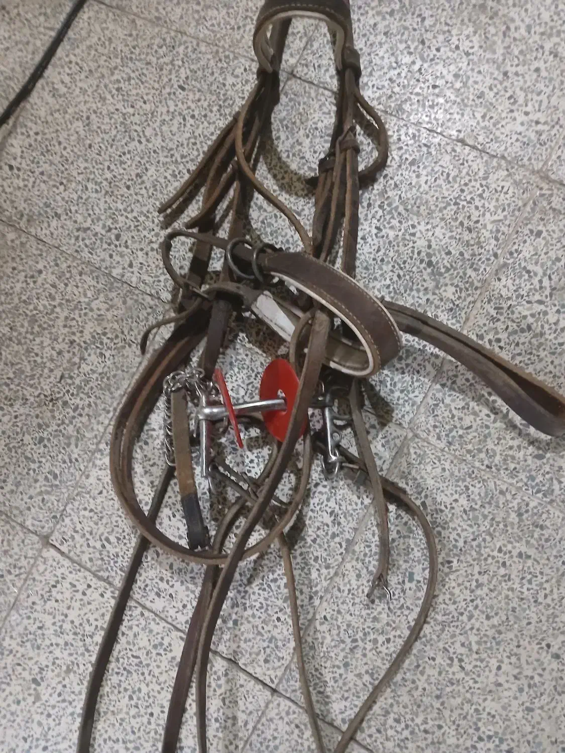 زین دهنه اسب|اسب و تجهیزات اسبسواری|مرودشت, تخت جمشید|دیوار