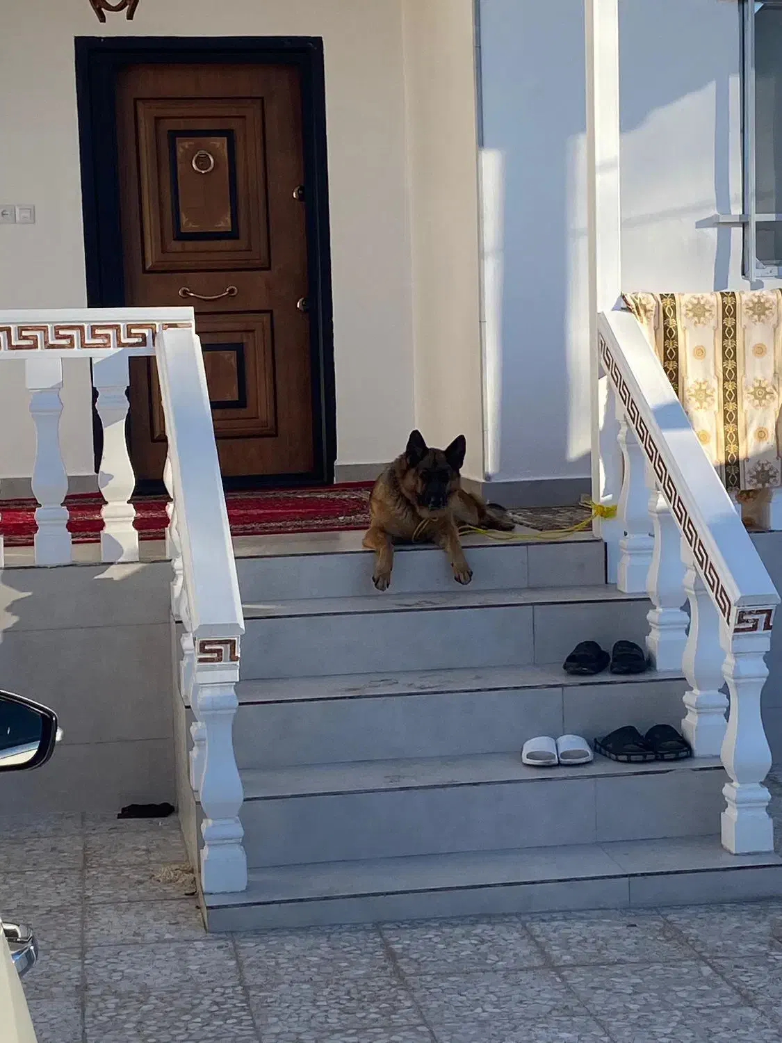 واگذاری سگ ژرمن|سگ|آستانه اشرفیه, |دیوار