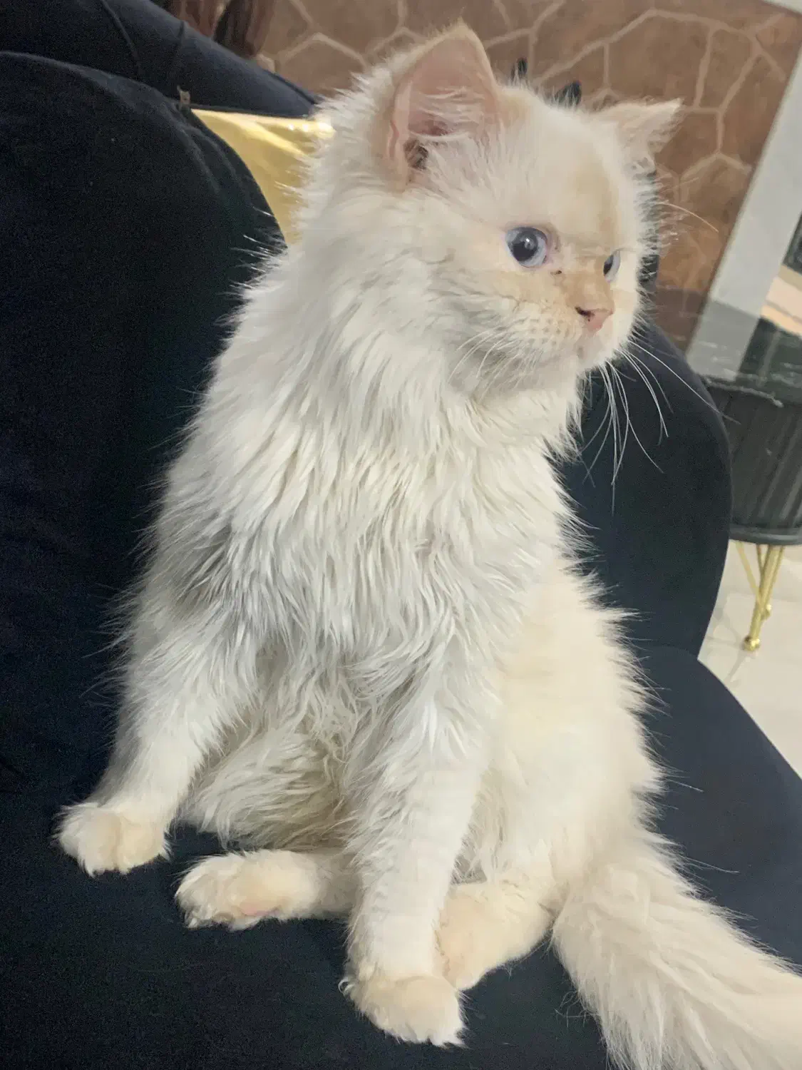 گربه پرشین|گربه|ساری, |دیوار