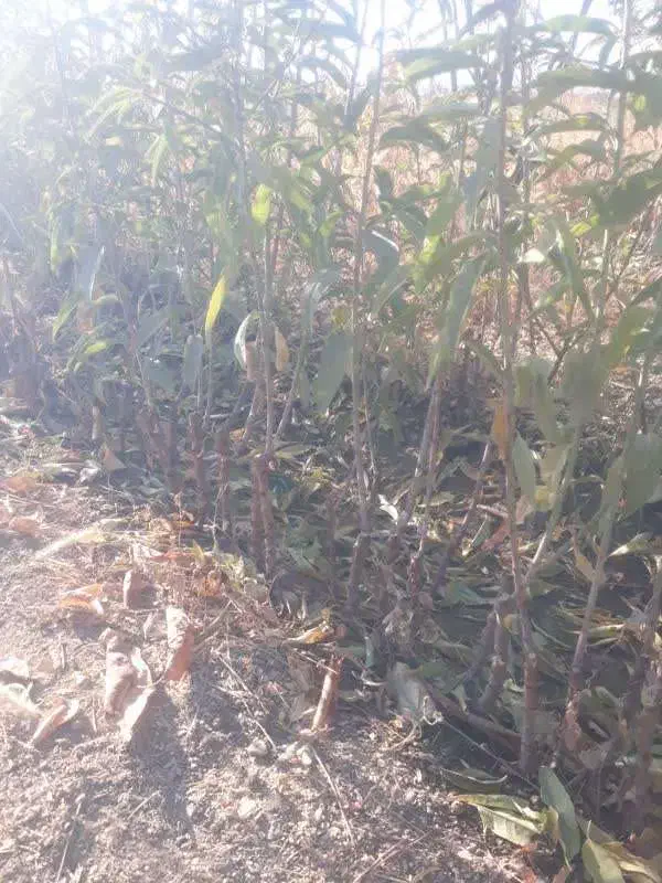 انواع نهال اصلاح شده|خدمات باغبانی و درختکاری|اراک, |دیوار