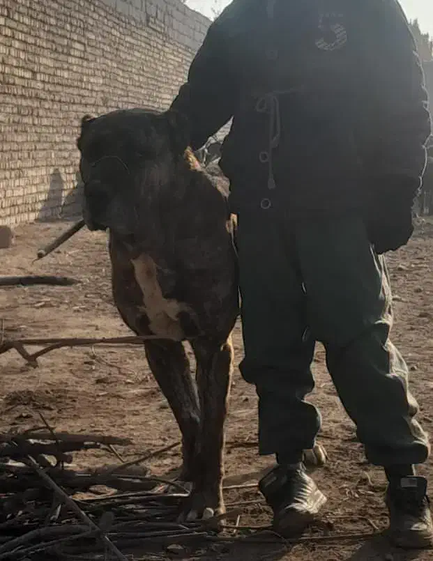 فروشی|سگ|پیشوا, |دیوار