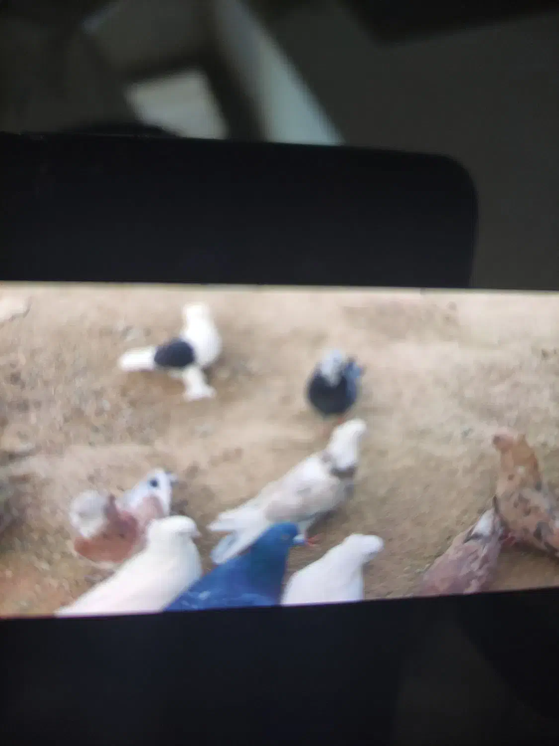 کبوتر|پرنده|بسطام, |دیوار