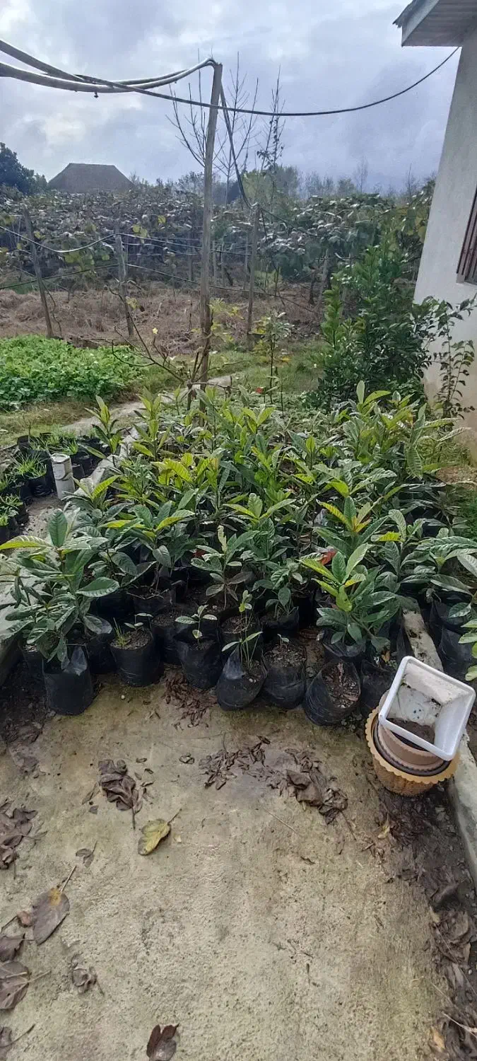 فروش نهال ازگیل.گردو.انجیر در ویزنه|گل و گیاه طبیعی|چوبر, |دیوار