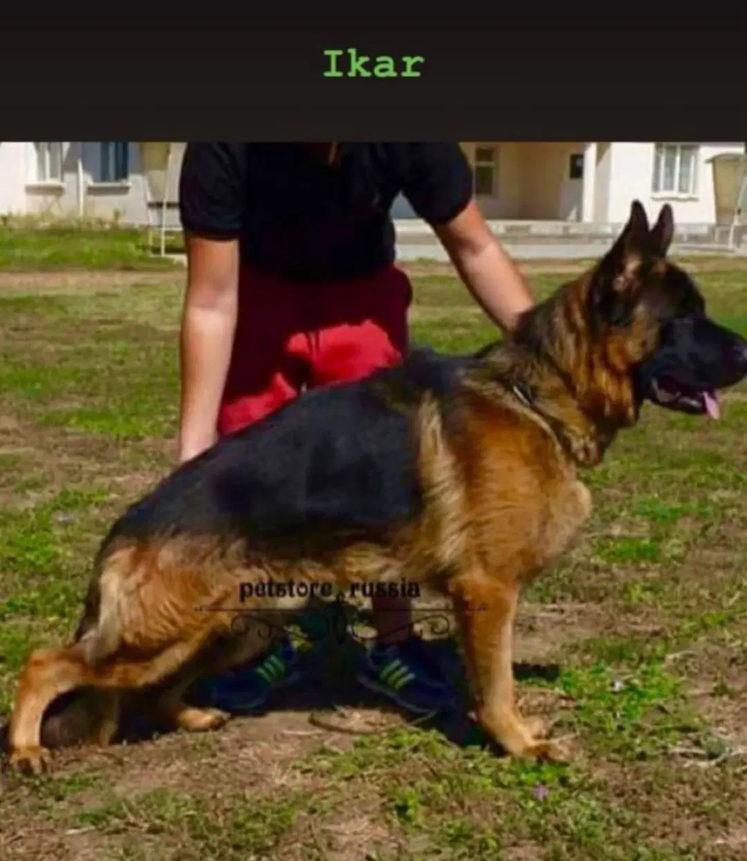 فروش سگ ژرمن شپرد ماده ۶ ماه|سگ|کرمان, |دیوار