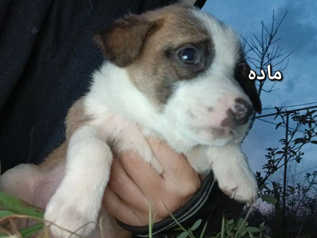 توله سگ رایگان|سگ|کوچصفهان, |دیوار