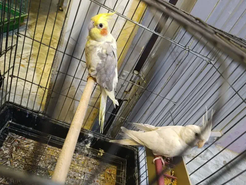 جفت عروس هلندی|پرنده|حمیدیه, |دیوار