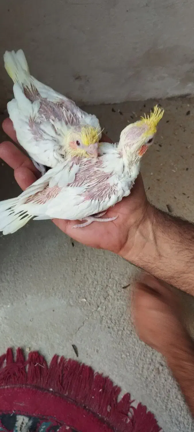 عروس هلندی|پرنده|خورموج, |دیوار