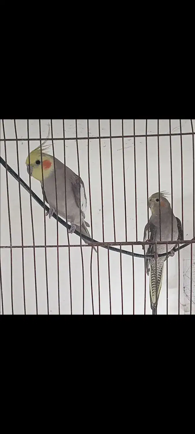 عروس جفت|پرنده|کوچصفهان, |دیوار