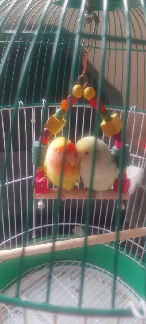 طوطی برزیلی جفت|پرنده|تهران, جمال‌زاده|دیوار