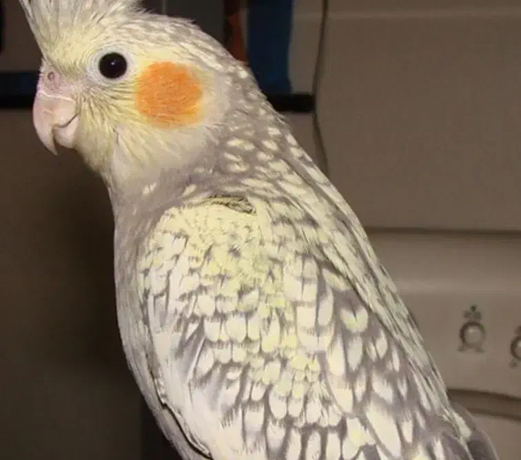 مژدگانی برای یابنده ی عروس هلندی(گمشده)|پرنده|بندر امام خمینی, |دیوار