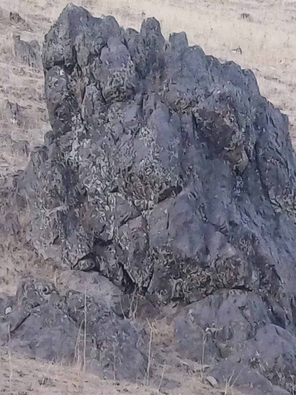 کودحیوانی|خدمات باغبانی و درختکاری|دیواندره, |دیوار