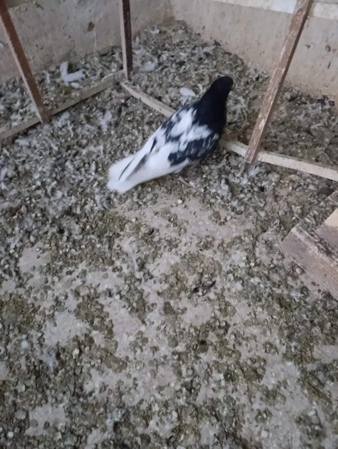 کله سیاه نر|پرنده|قزوین, |دیوار