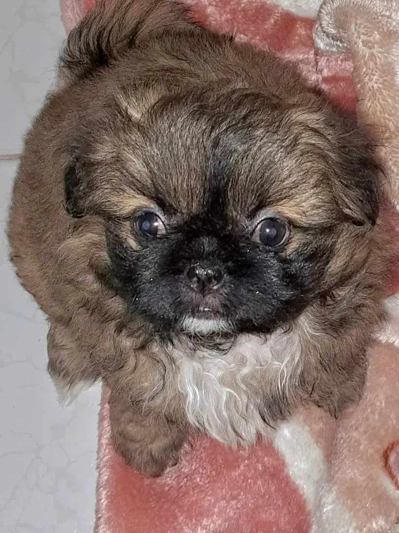 شیتزو|سگ|رشت, بازار|دیوار