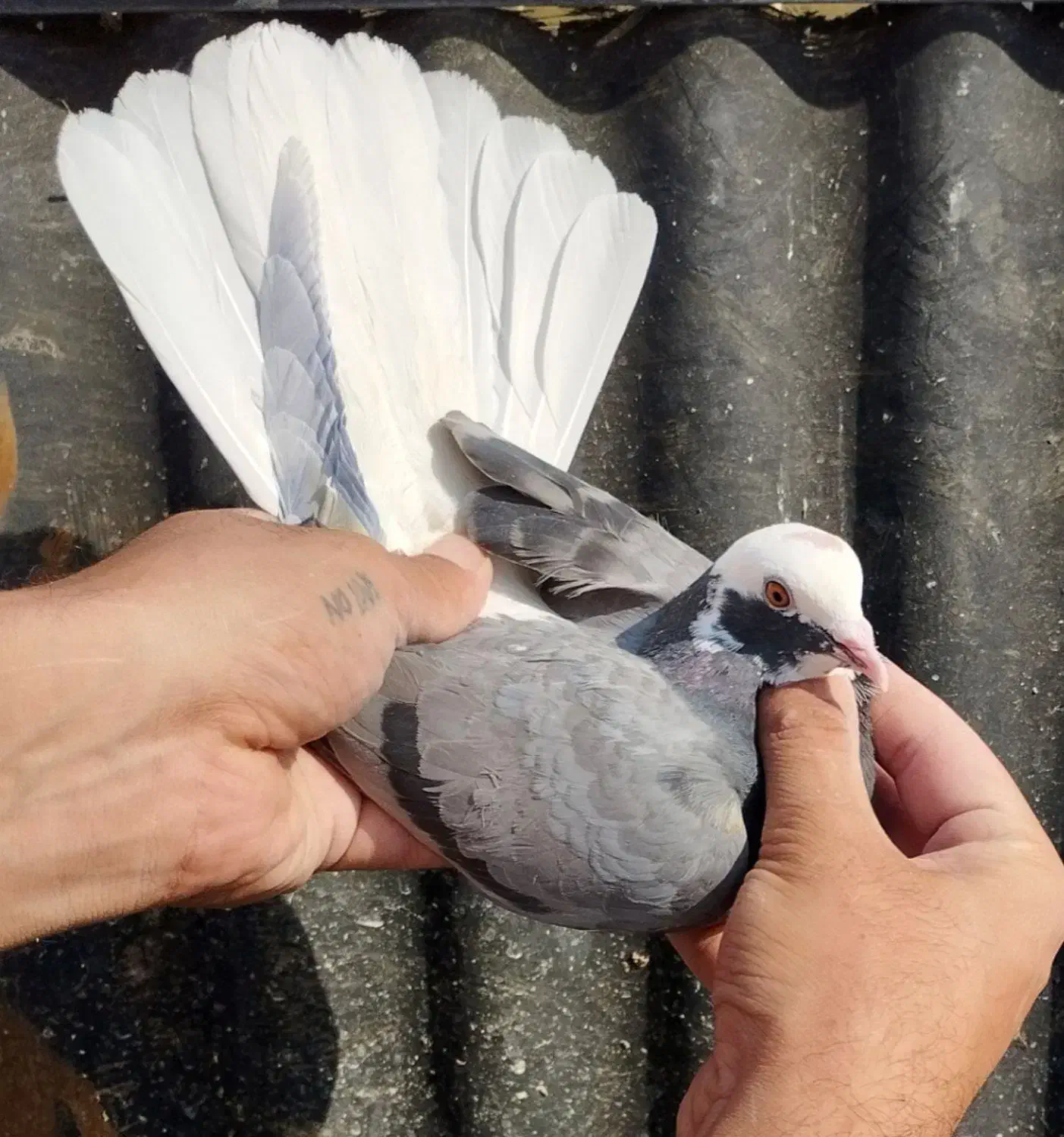 هفت طوق جوجه|پرنده|تهران, نیروی هوایی (پیروزی)|دیوار