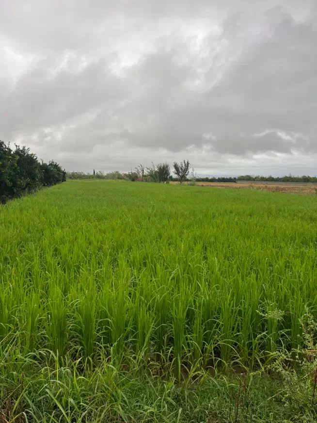 فروش زمین کشاورزی ۲۰۰۰ متری کیاکلا جاده بهنمیر|فروش زمین و ملک کلنگی|کیاکلا, |دیوار