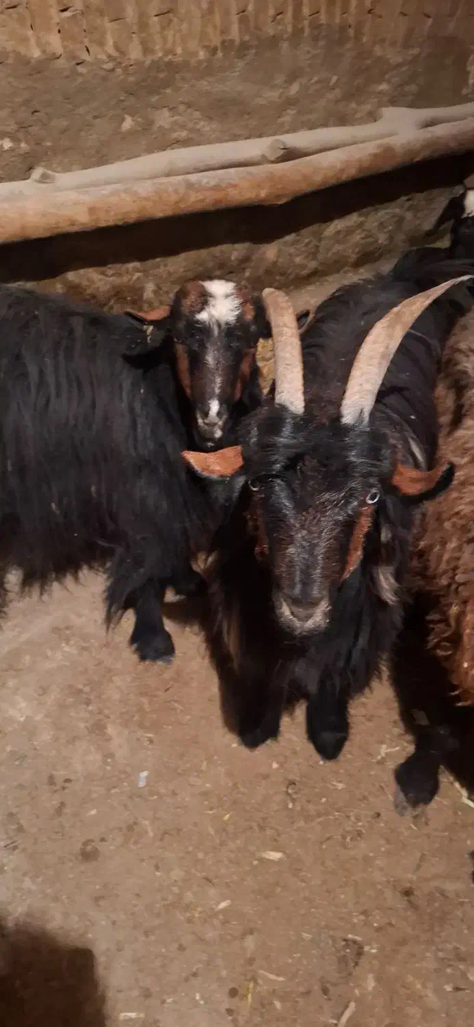 چپش ابستن|حیوانات مزرعه|چادگان, |دیوار