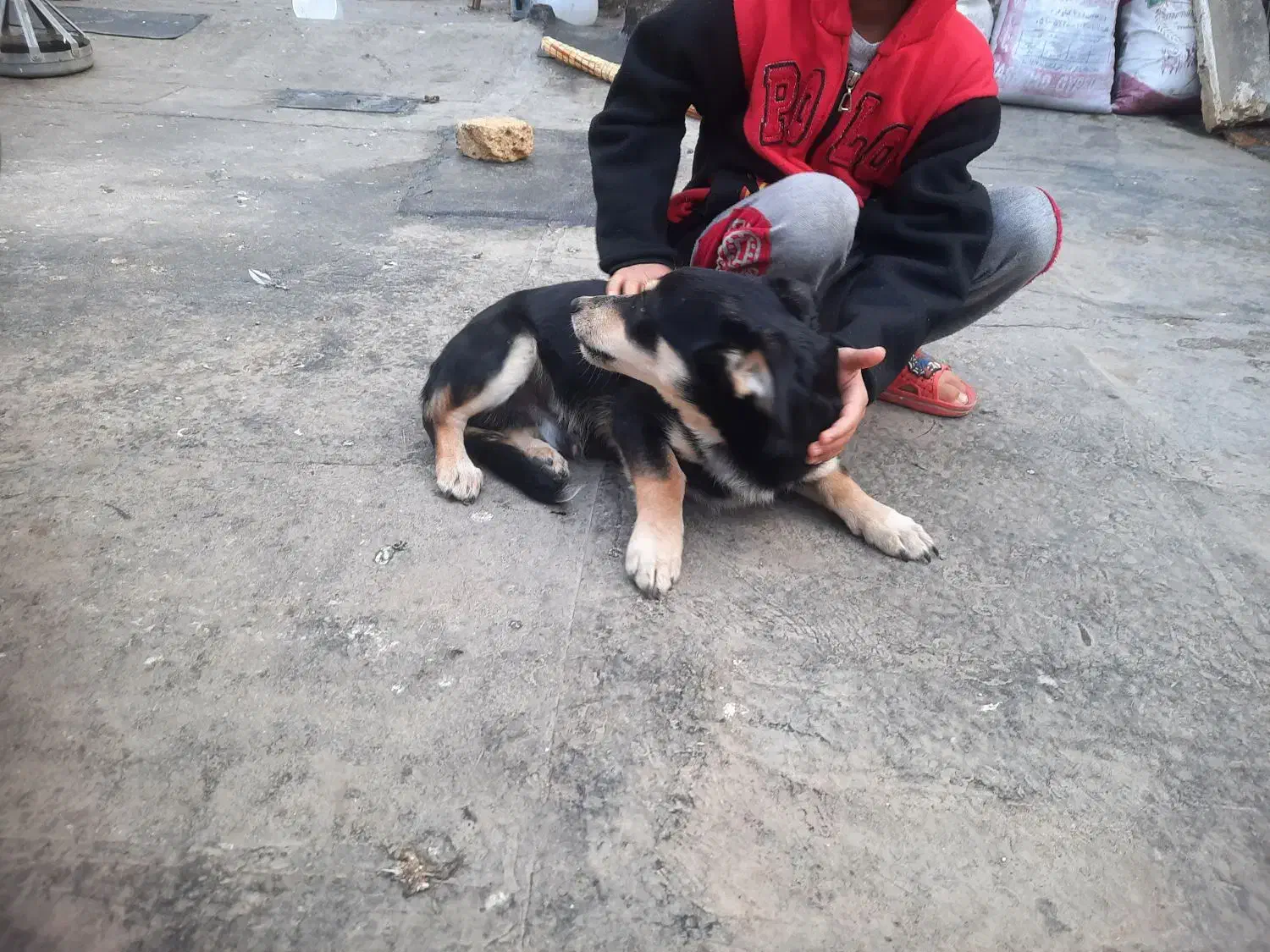 سگ پا کوتا|سگ|مشهد, رده|دیوار