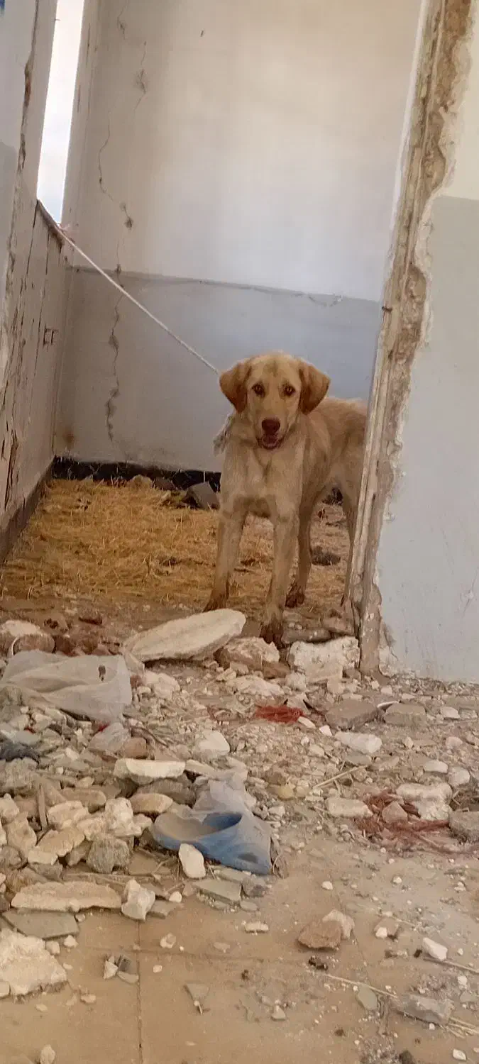 پژدر ماده|سگ|دهگلان, |دیوار