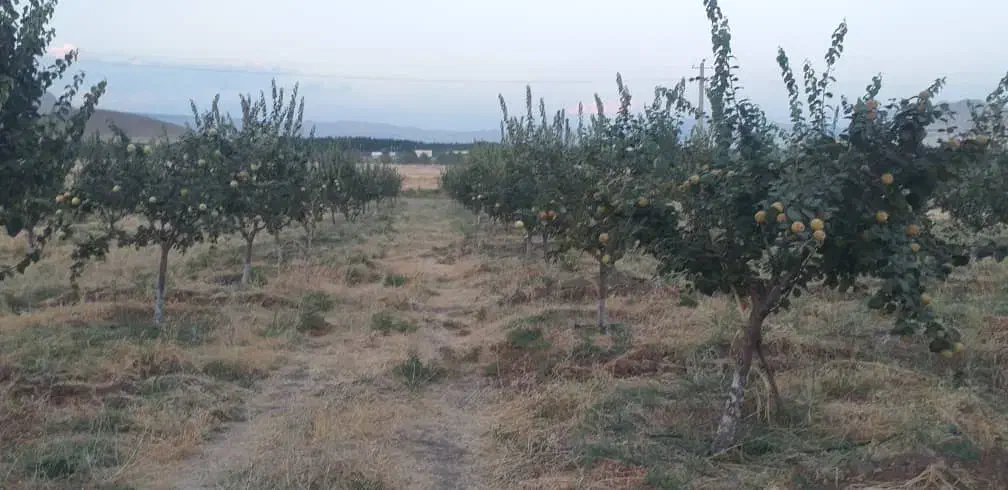 میوه به (بید)|خوردنی و آشامیدنی|هرسین, |دیوار