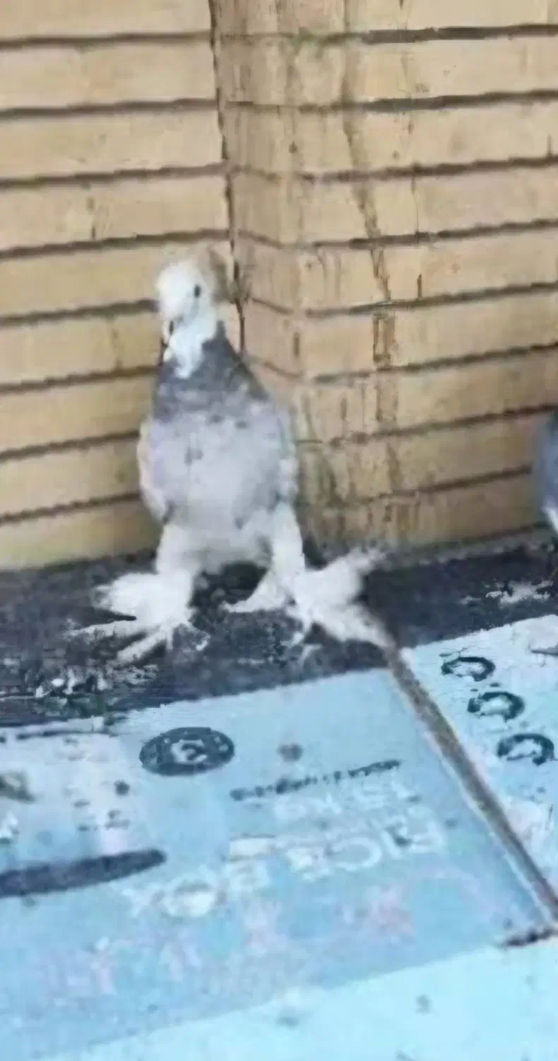 کفتر شازده هما پاپر|پرنده|تهران, کوی بیمه|دیوار