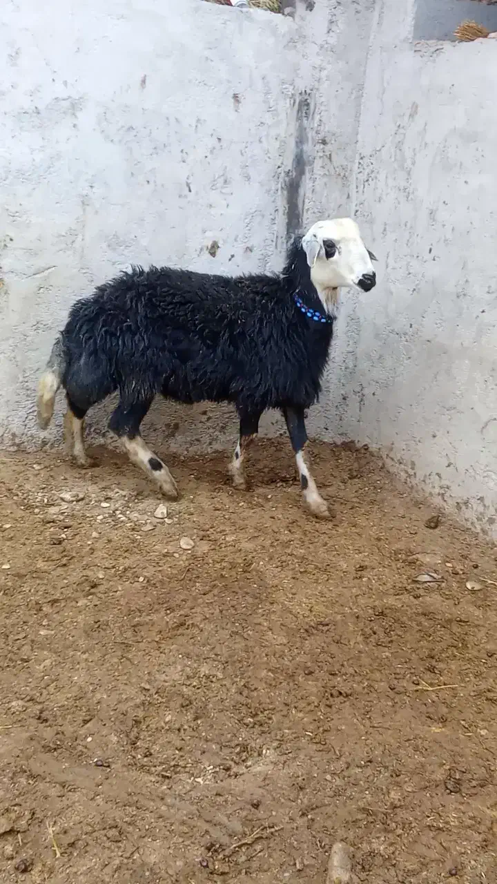 بره قوچ پلنگی گوش بادومی|حیوانات مزرعه|باروق, |دیوار