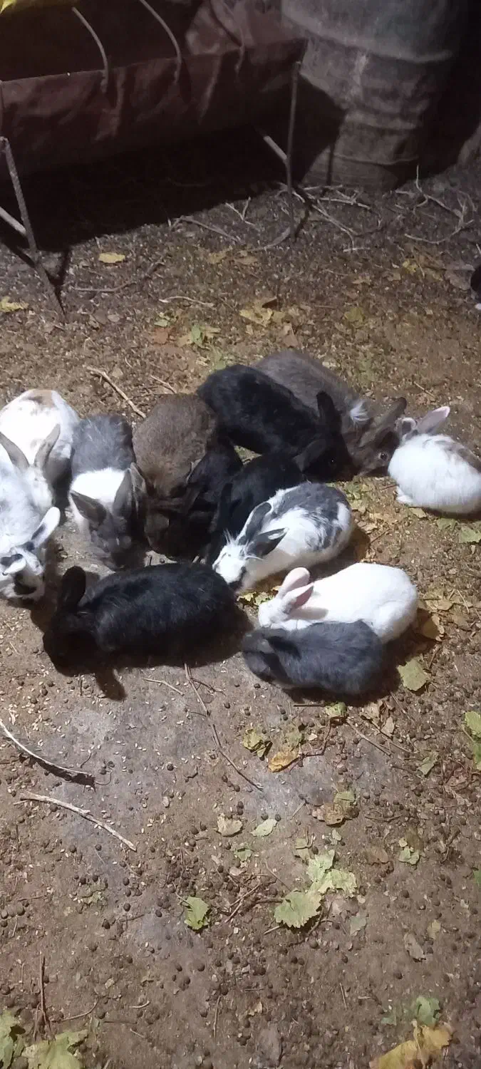 خرگوش|موش و خرگوش|قائن, |دیوار