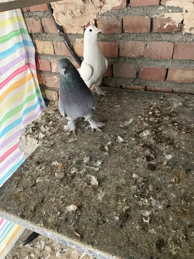 تعدادی ترکیه|پرنده|میاندوآب, |دیوار