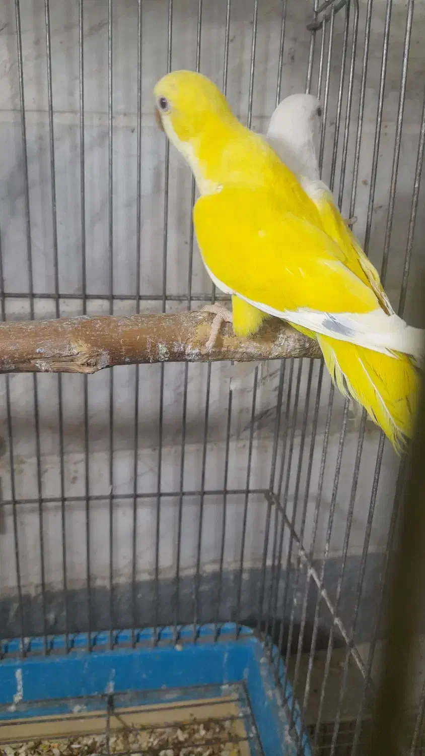 طوطی راهب|پرنده|ماسال, |دیوار