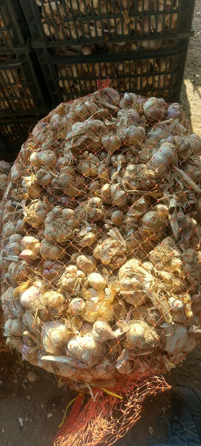 سیر خشک|خوردنی و آشامیدنی|قزوین, |دیوار