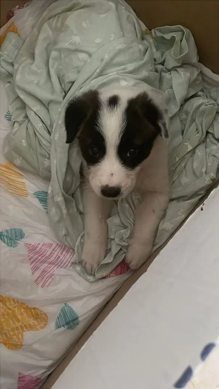 سگ بومی نر|سگ|بابل, |دیوار