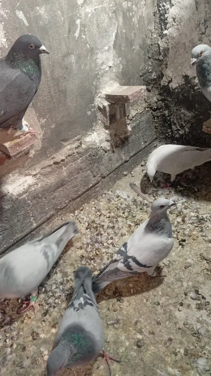 کبوتر|پرنده|راین, |دیوار