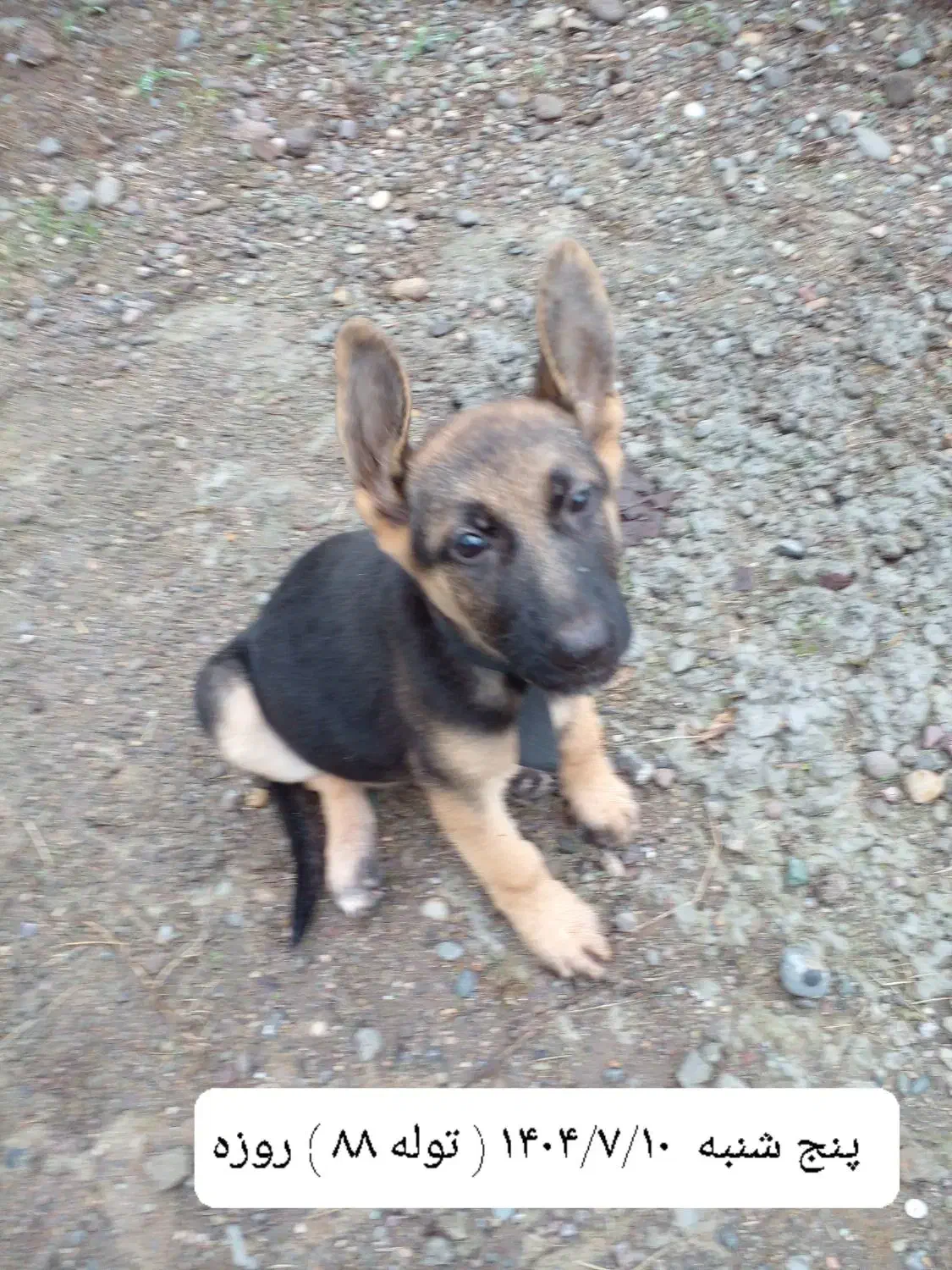 توله سگ ژرمن اصل ( نر ) ۸۸ روزه|سگ|لاهیجان, خمیر کلایه|دیوار