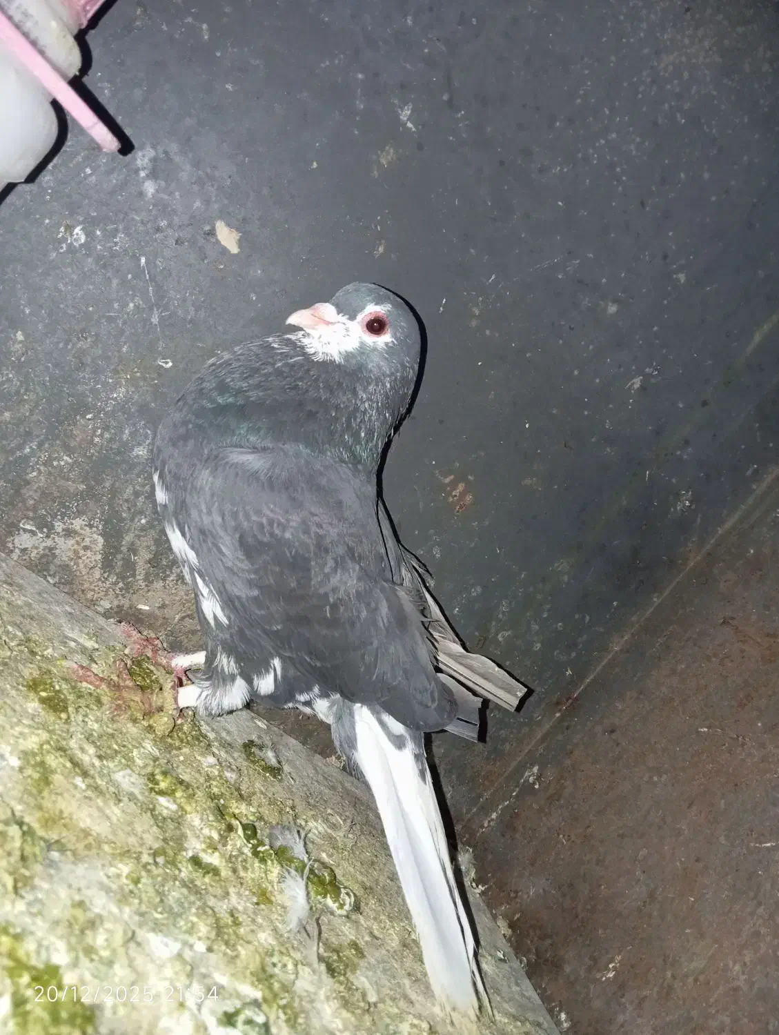 خوشرنگ سیاه نر|پرنده|شیراز, جوادیه|دیوار