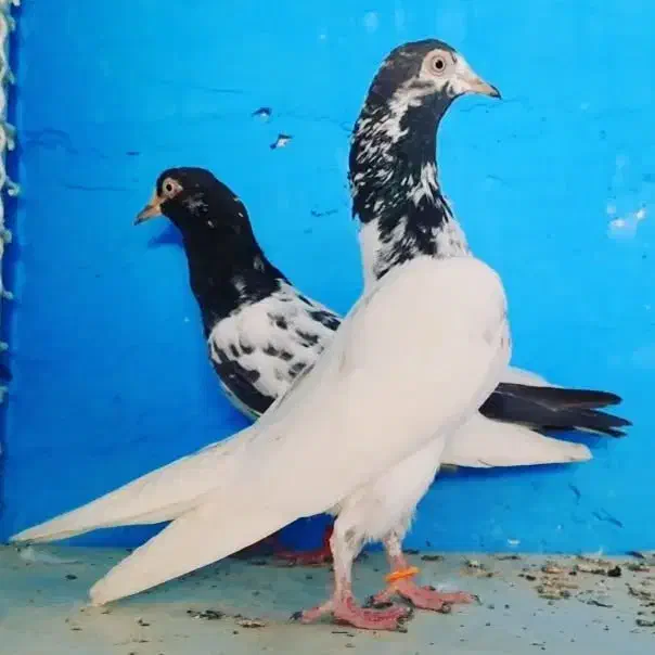 کبوتر پاکستانی|پرنده|تهران, سید خندان (جلفا)|دیوار