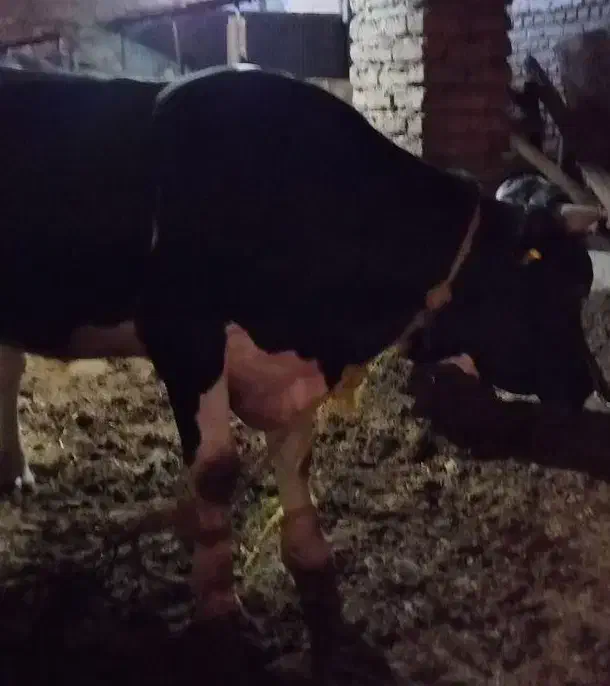 گوساله|حیوانات مزرعه|تبریز, |دیوار