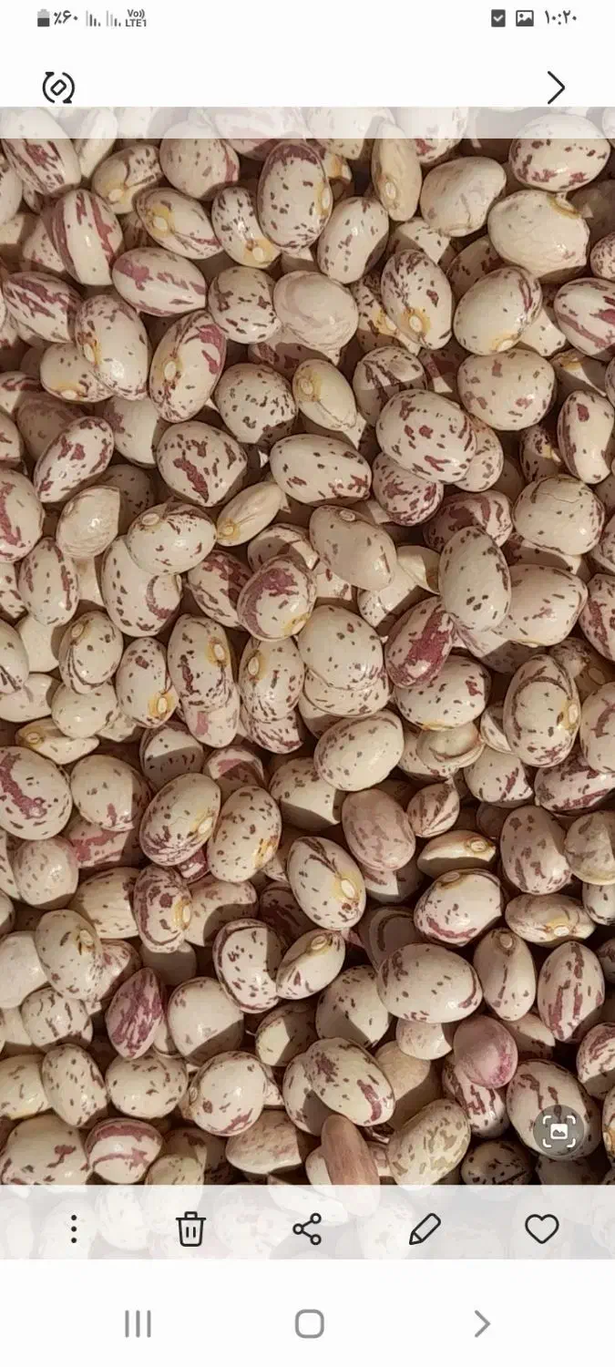 لوبیا چیتی|خوردنی و آشامیدنی|خرم بید, |دیوار