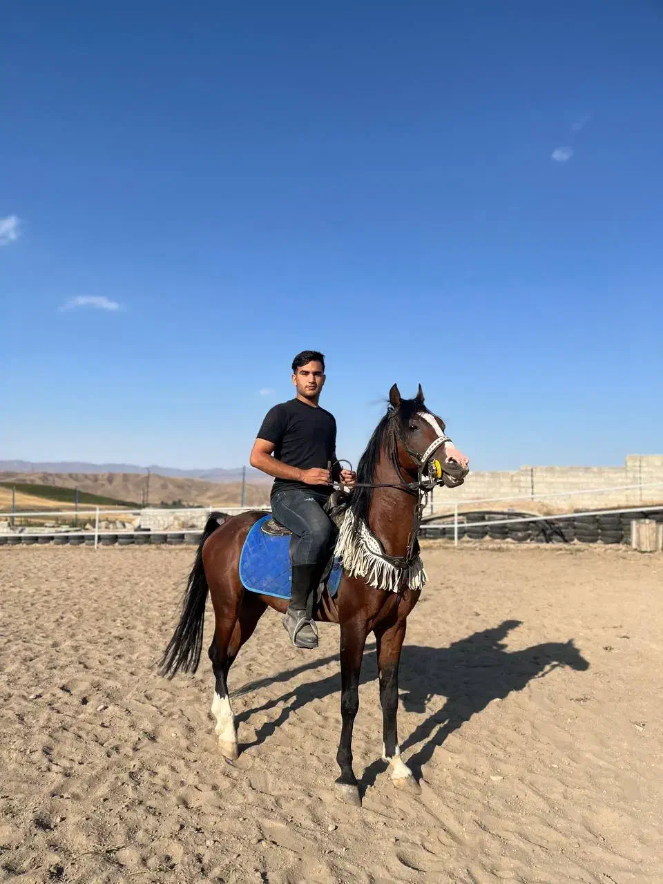 اسب|اسب و تجهیزات اسب‌سواری|اهر, |دیوار