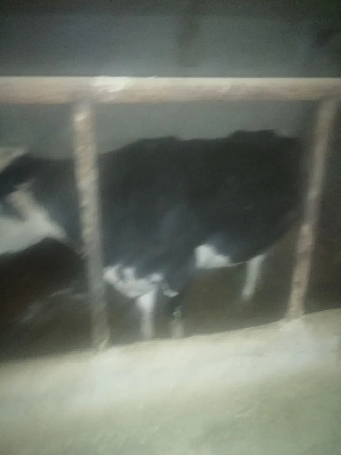 گاو و گوساله هلشتاین|حیوانات مزرعه|سردرود, |دیوار