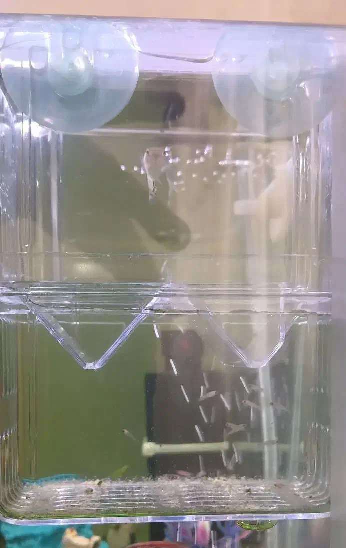 بچه ماهی گوپی و مولی|ماهی|کرمانشاه, |دیوار