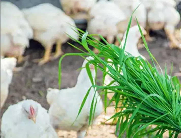 مرغ سبز ، مرغ گوشتی|حیوانات مزرعه|گوراب زرمیخ, |دیوار