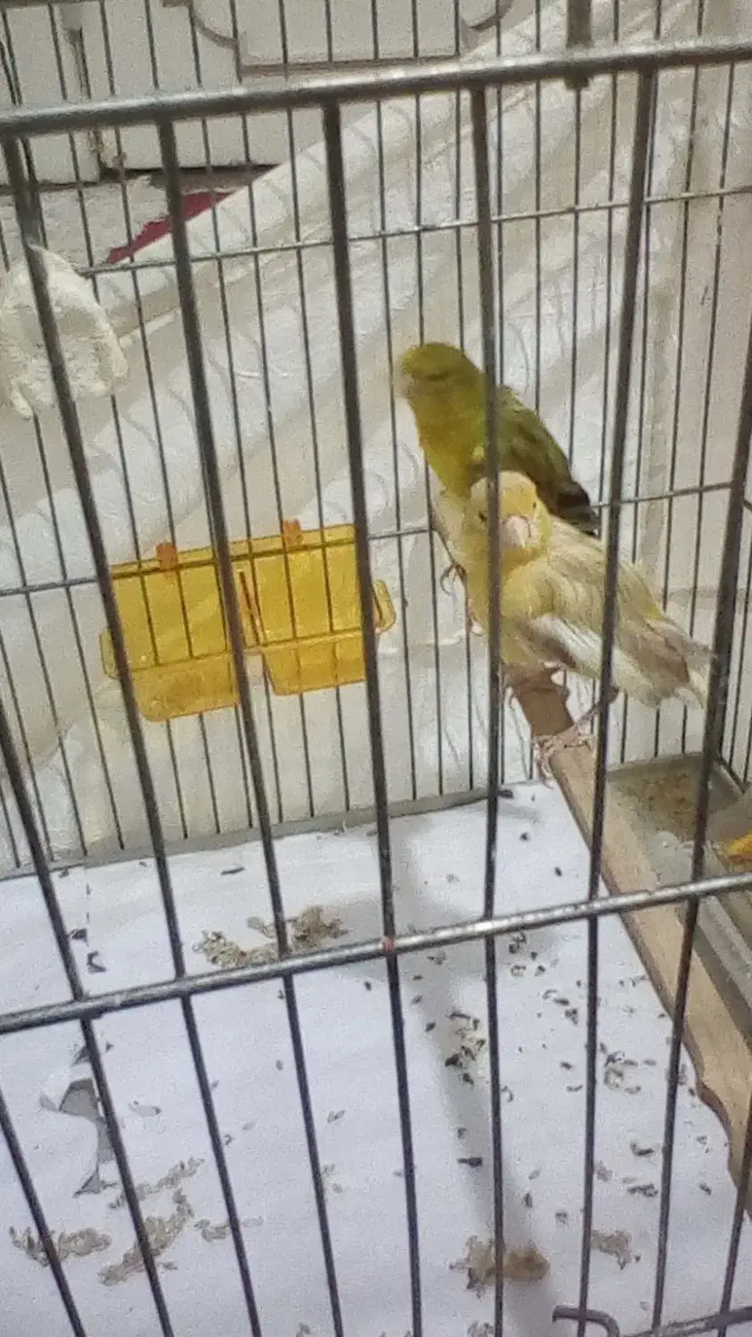 نروماده آماده واسه جوجه به|پرنده|زنجان, |دیوار