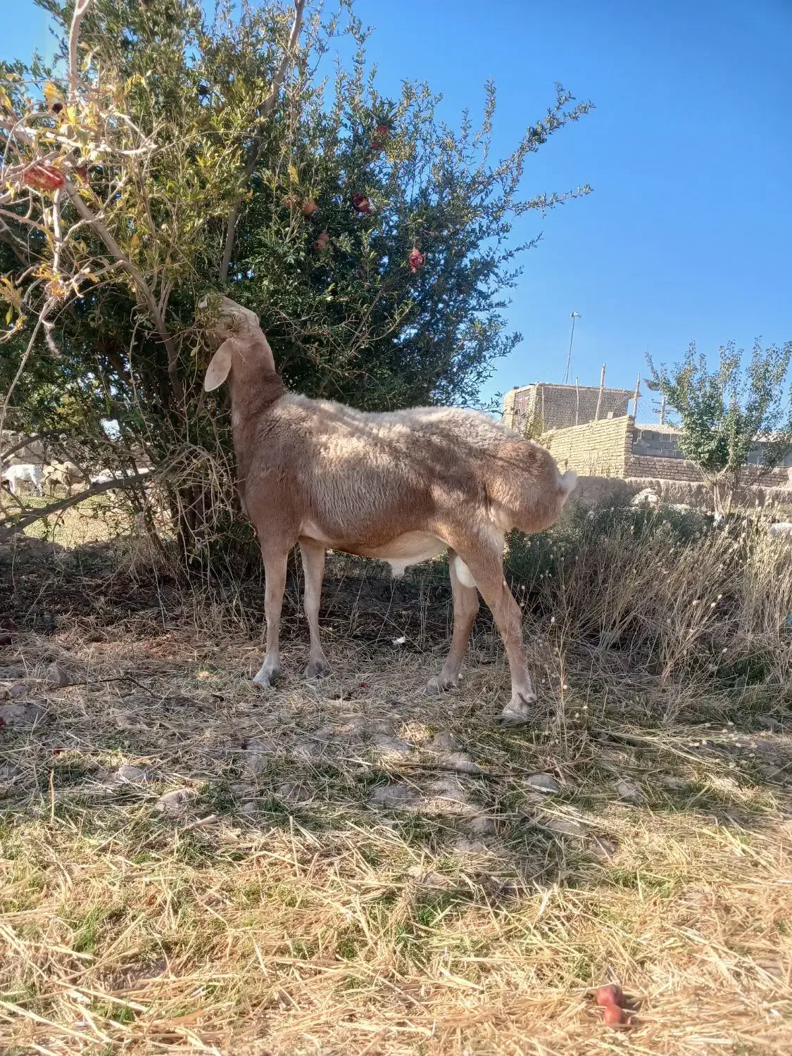 قوچ چینی جوان|حیوانات مزرعه|مروست, |دیوار