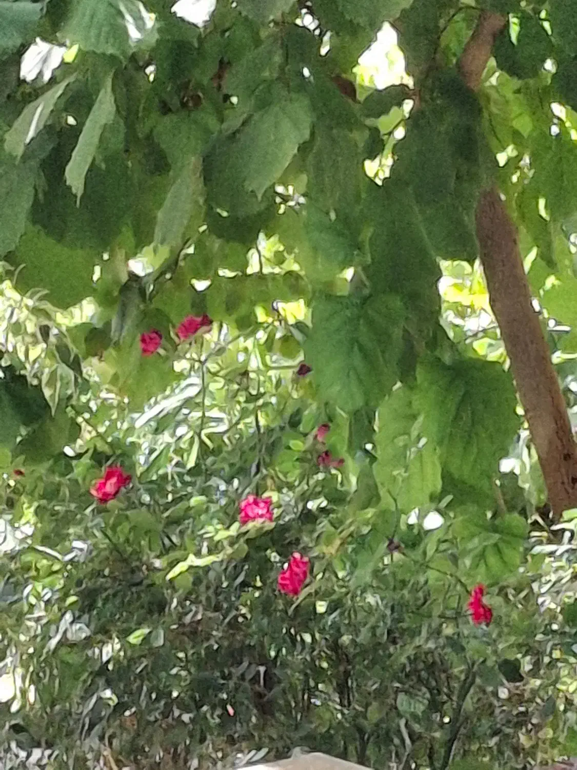 خونه حیاط دار برای اجاره|اجارهٔ خانه و ویلا|شهریار, اسکمان|دیوار